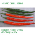 HP18 Tuijin F1 Hybrid Peperoni / Chilisamen in Gemüsesamen